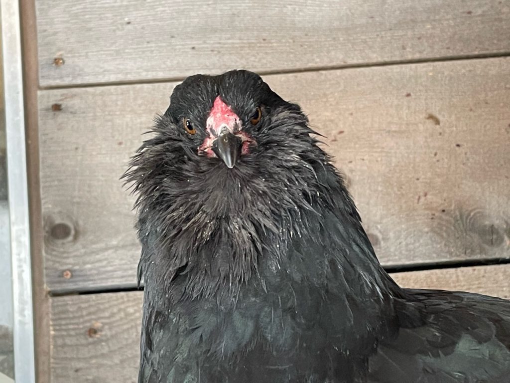 olive eggers at wheaton mountain farm in amine