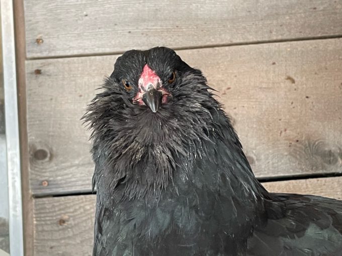 olive eggers at wheaton mountain farm in amine