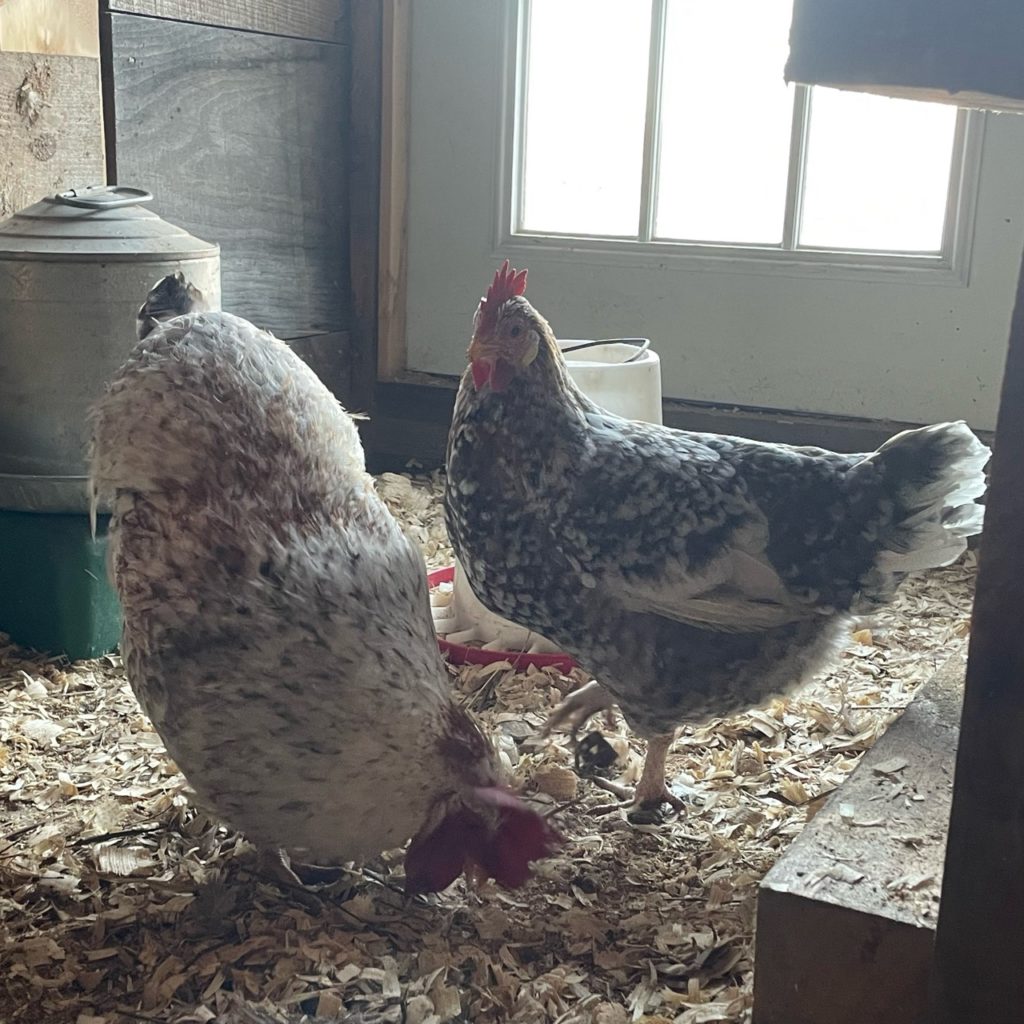 55 Flowery Hen crossed with a legbar rooster will still produce autosexing chicks