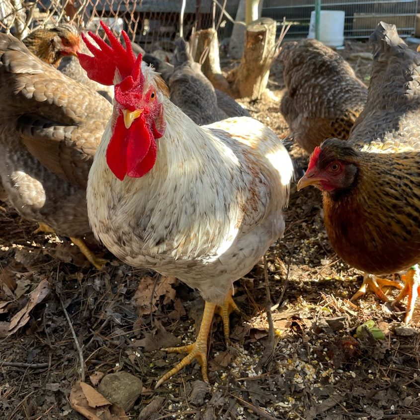 our mixed flock of golden crele legbar and cream crested legbar chickens