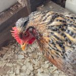 golden crele legbar pullets have orange feathers and smaller rounded crests