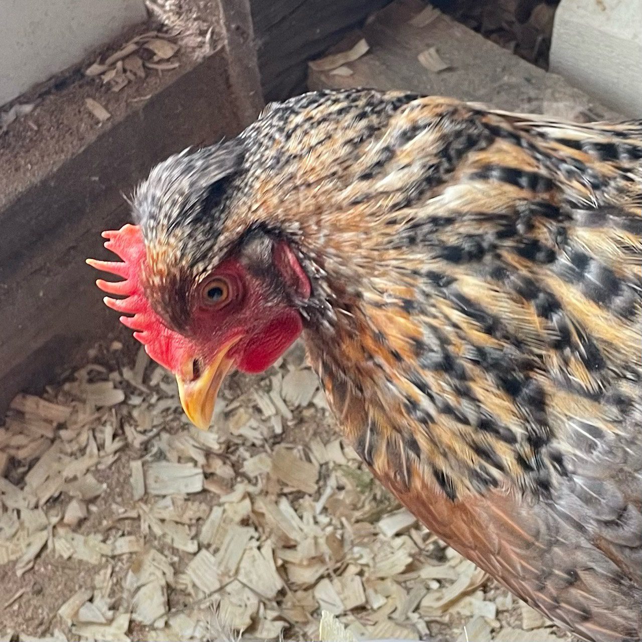 golden crele legbar pullets have orange feathers and smaller rounded crests