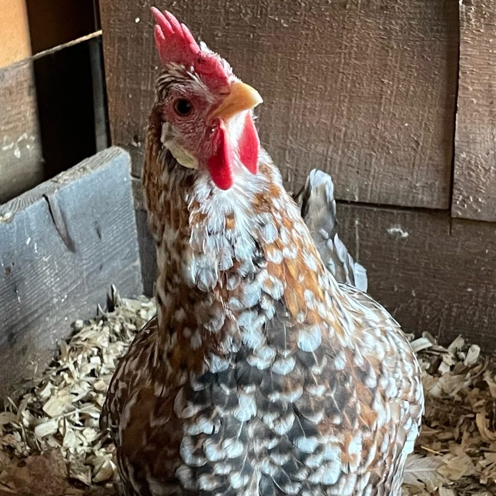 55 flowery hen hatching eggs in the us 