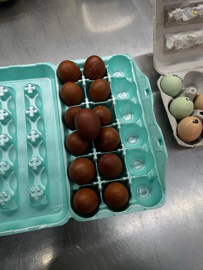 black copper marans hatching eggs