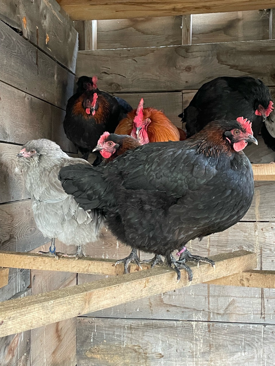 black copper marans lavender ameraucana and olive egger hens