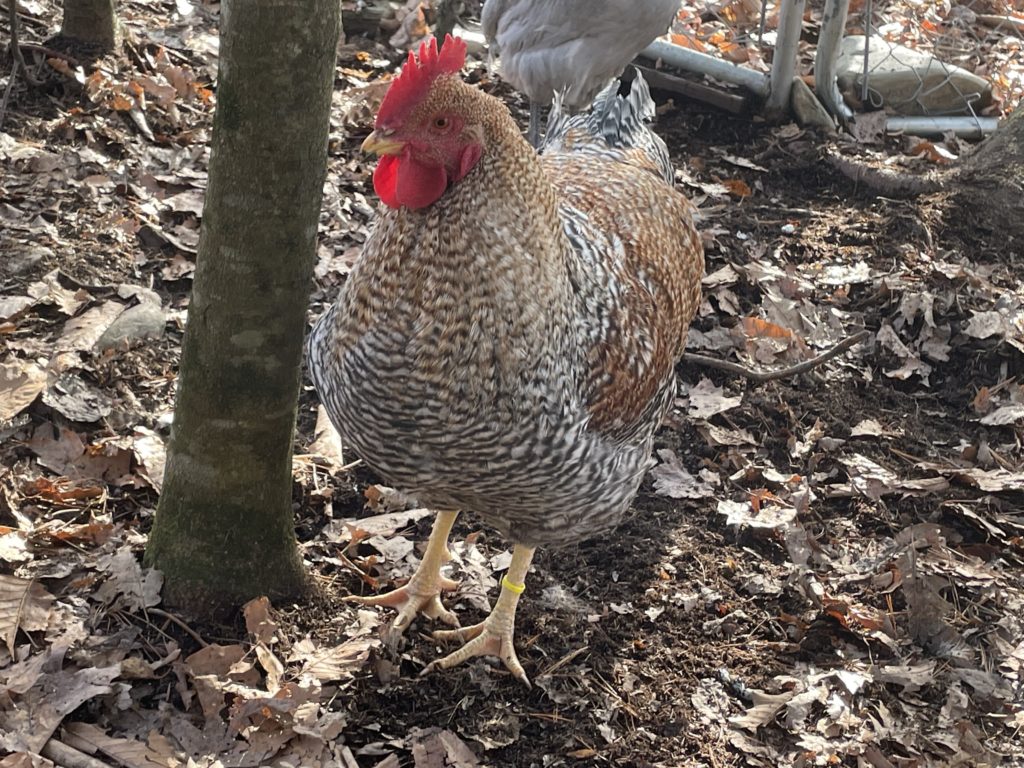 By only five months of age, the Bielefelder roosters were by far the largest we have ever raised here on the mountain and have never had an argument. 