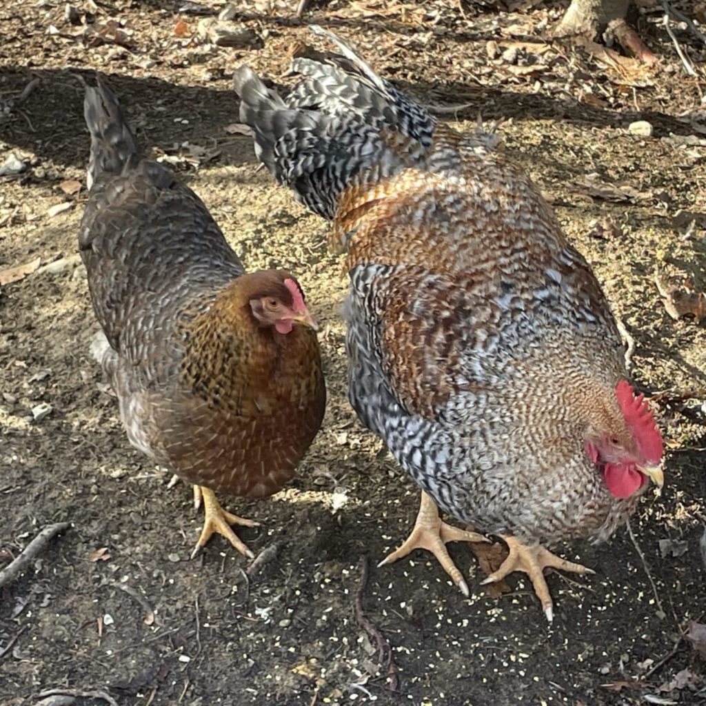 a pair of bielefelder chickens on wheaton mountain farm