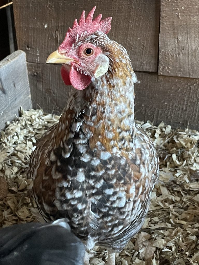 55 flowery hen hatching eggs in the us 