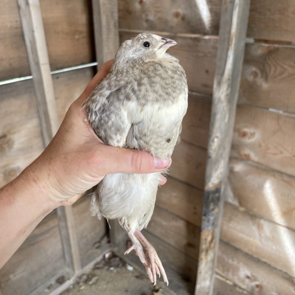 Jumbo and Celadon Quail Hatching Eggs Ready to Ship! 5 a gray celadon quail lays blue eggs