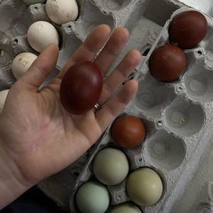 black copper marans hatching eggs NPIP farm