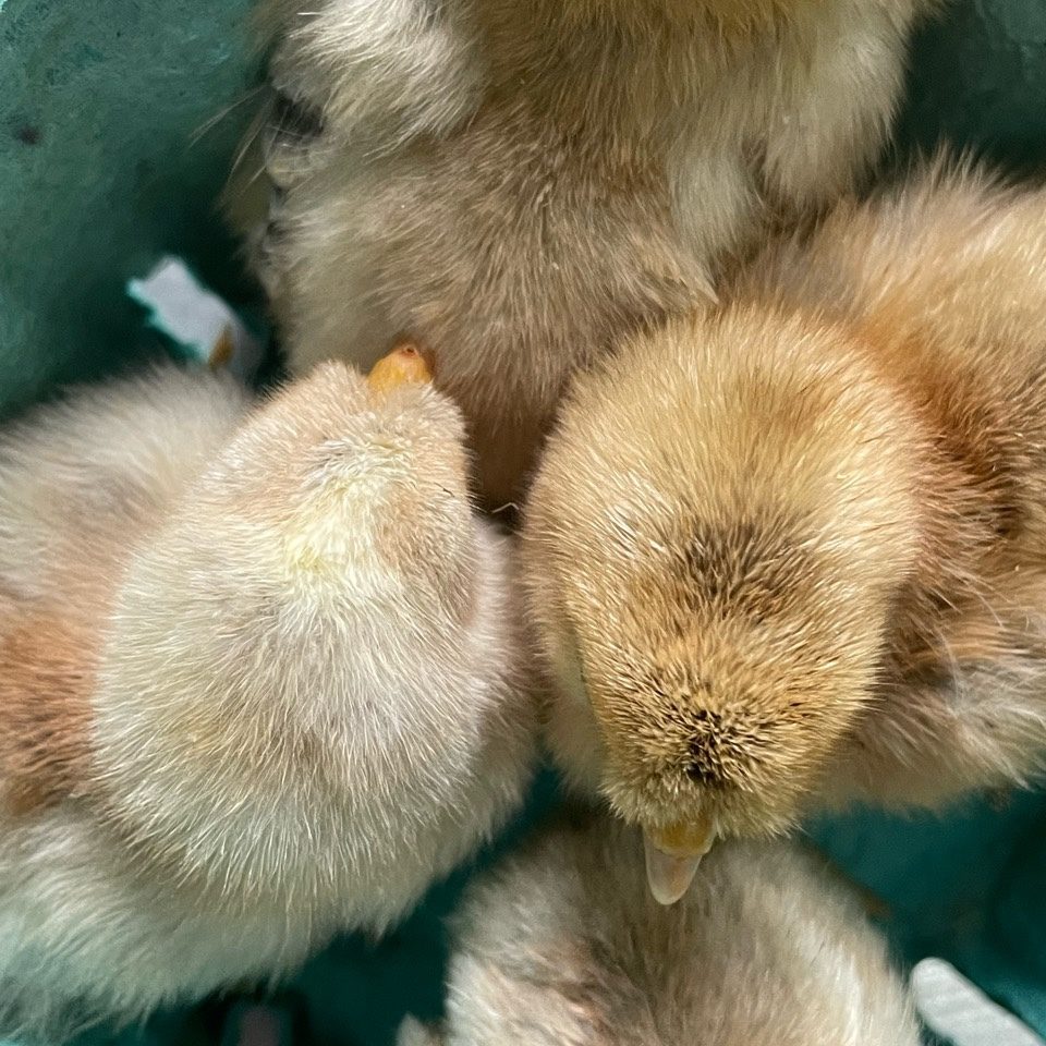 female chicks for sale in maine cream crested legbar are autosexing 