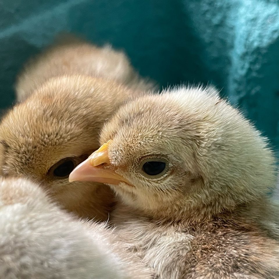 cream crested legbar chicks are autosexing and lay blu eggs Maine