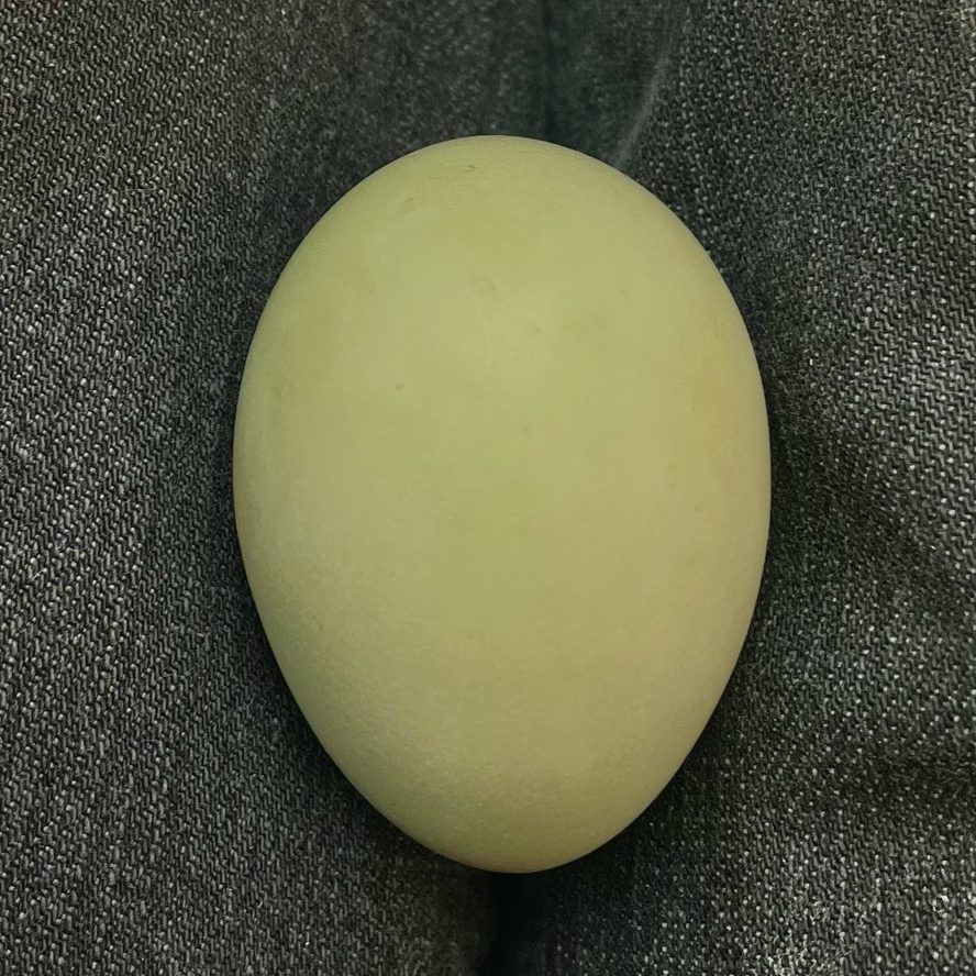 olive egger hatching eggs for sale