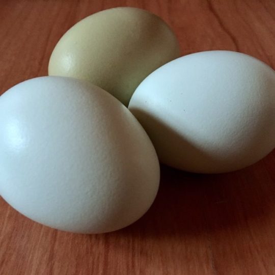 lavender ameraucana hatching eggs wheaton mountain farm Green and blue egg layers