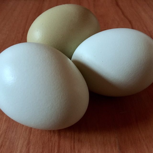 lavender ameraucana hatching eggs wheaton mountain farm Green and blue egg layers