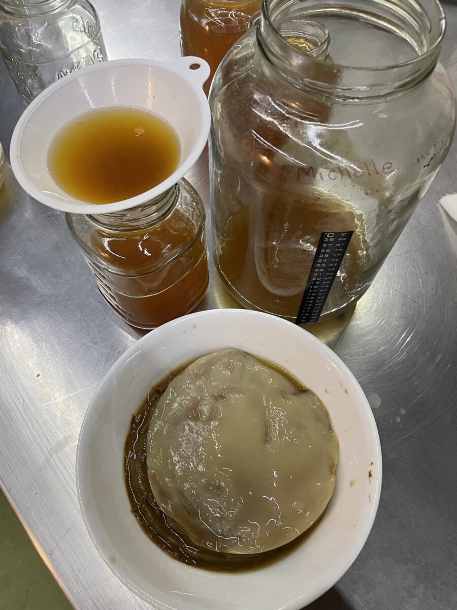 kombucha scoby for sale online