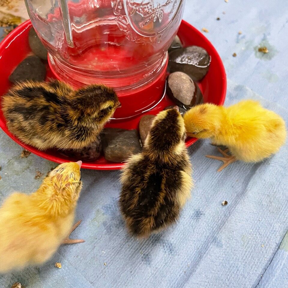 celadon quail chicks and a safe water dish with pebbles