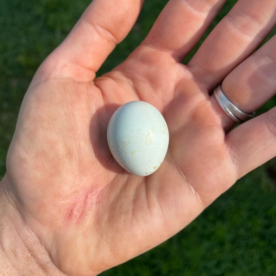 our very first celadon quail egg! Quail egg and meat nutritional facts: a complete overview for your health. are quail eggs good for you? are quail eggs better for you than chicken eggs? 