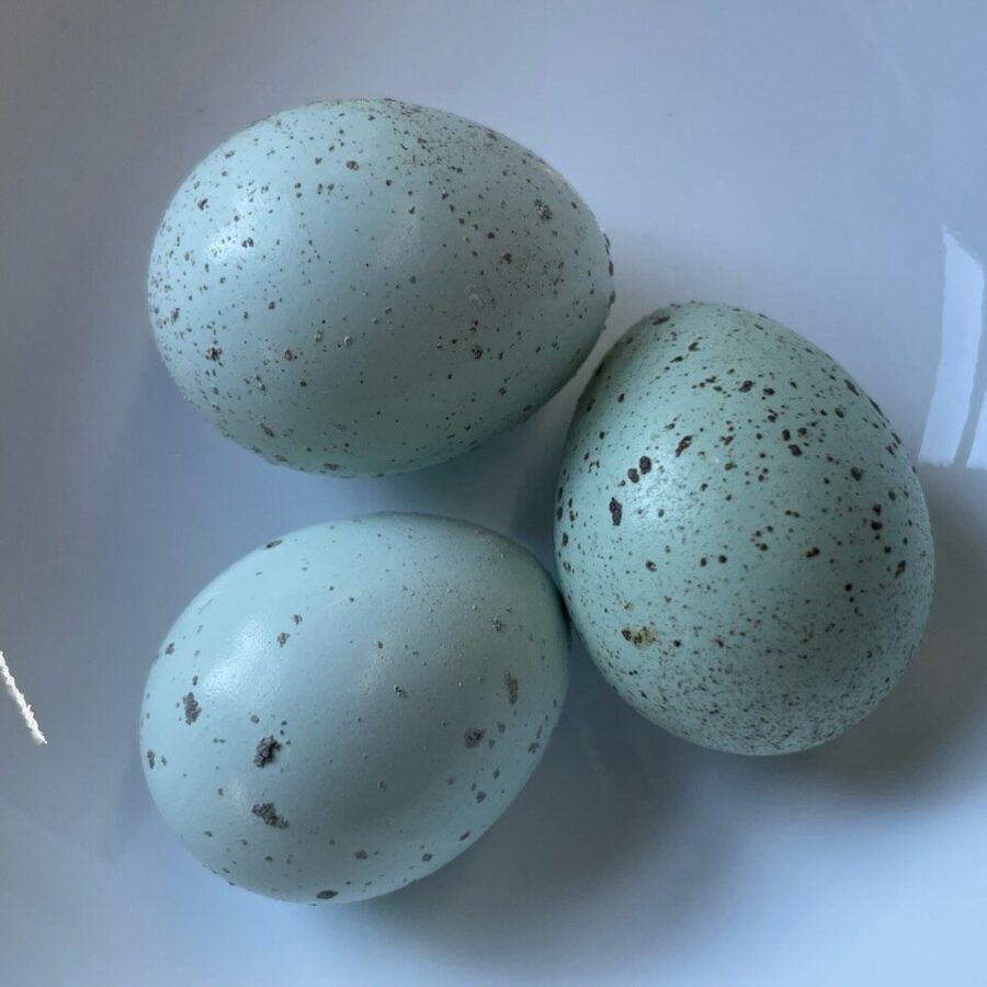 About The Celadon Gene Do Quail Lay Blue Eggs Maine Homestead Magazine