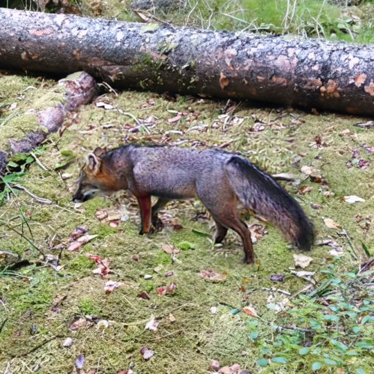 wild Maine fox extended range into Bradford, Maine