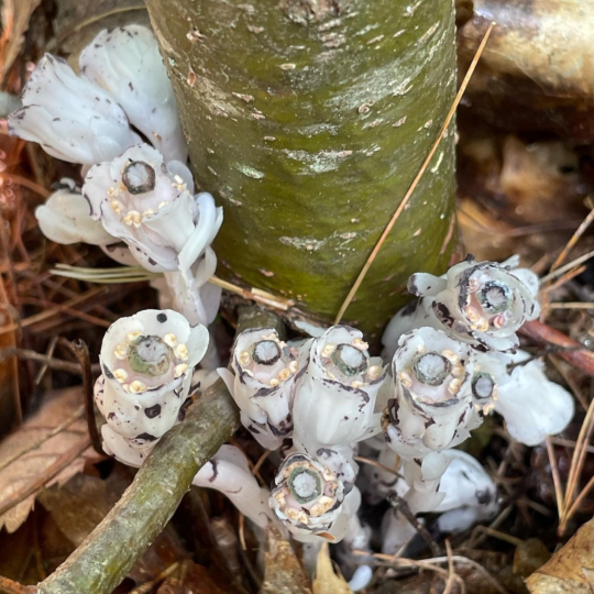 ghost pipe in Maine. Is ghost pipe a plant? Is Indian pipe Ghost pipe? What do they call Indian pipe plant now?