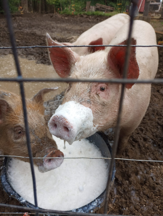 The Happy Pigs of Putnam Hill Farm 1