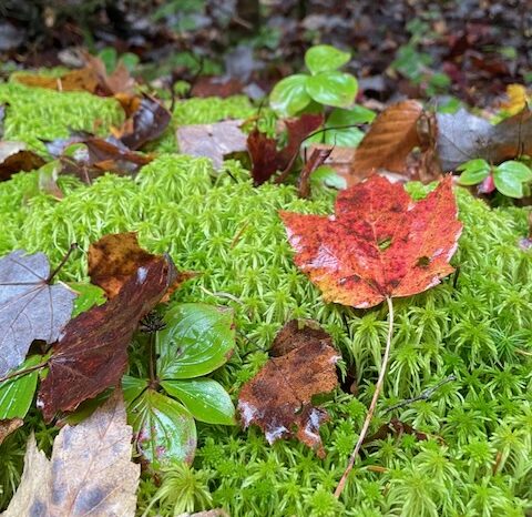 plants in Maine to forage in fall edible plants in the Maine Woods to forage in fall bunchberry and peat moss in maine