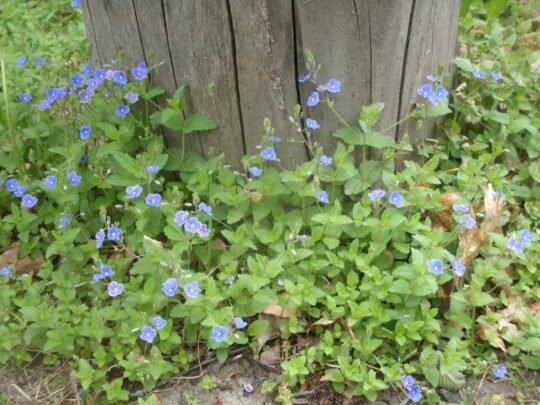 Tucking in Permaculture Beds for Winter 1