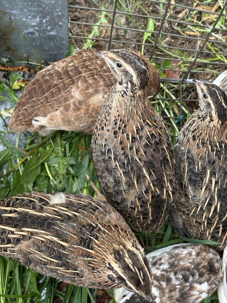 Jumbo and Celadon Quail Hatching Eggs Ready to Ship! 4 Maine quail for sale near me. jumbo and celadon quail hatching eggs jumbo and celadon quail hatching eggs flyer get quail eggs by mail to hatch