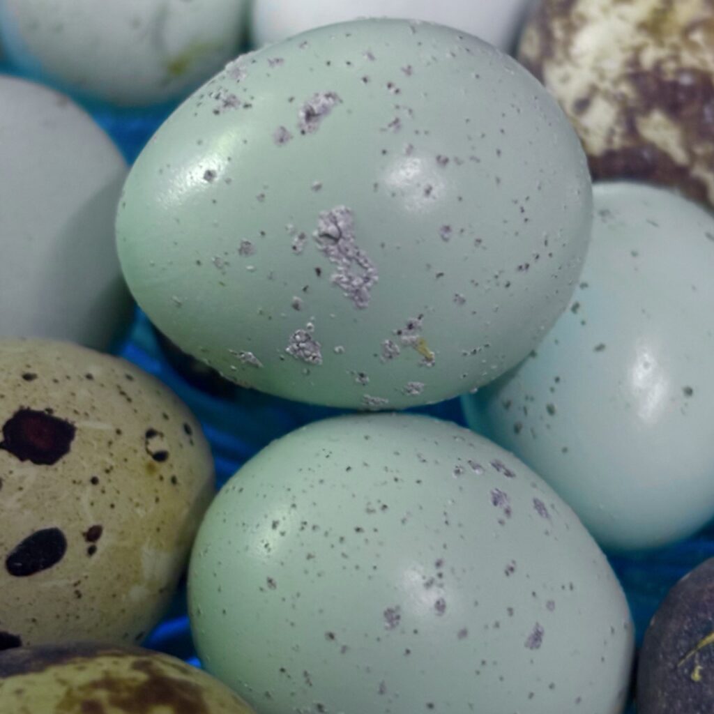 Jumbo and Celadon Quail Hatching Eggs Ready to Ship! 15