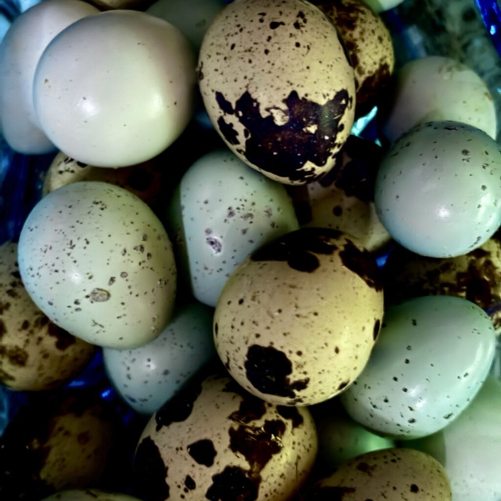 Jumbo and Celadon Quail Hatching Eggs Ready to Ship! 21 jumbo and celadon quail hatching eggs