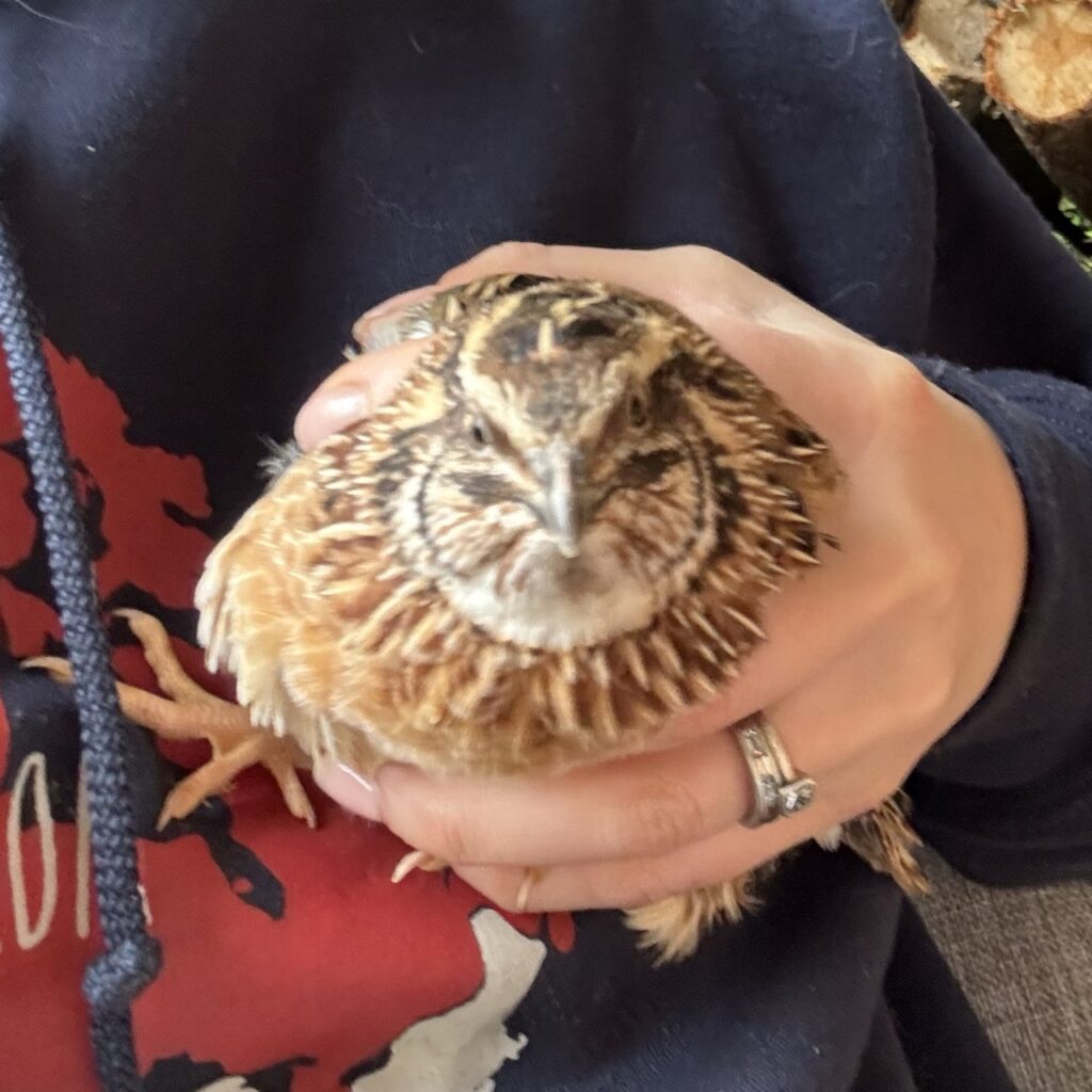 Jumbo and Celadon Quail Hatching Eggs Ready to Ship! 3 Maine quail for sale near me.