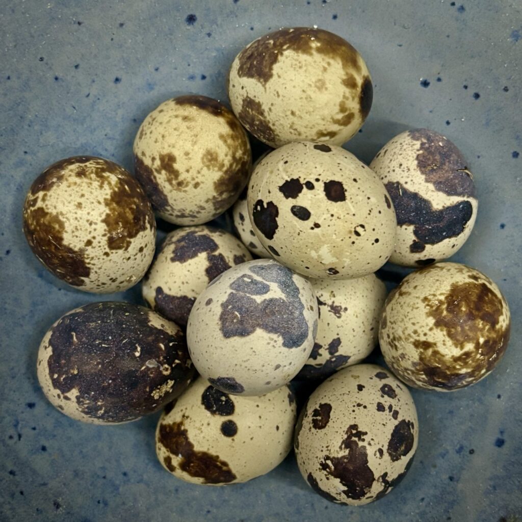 Jumbo and Celadon Quail Hatching Eggs Ready to Ship! 18 Spotted jumbo Coturnix quail hatching eggs are black eggs with blue bloom. Fancy breed quail eggs. Quail hatching eggs in maine. Maine quail for sale near me.