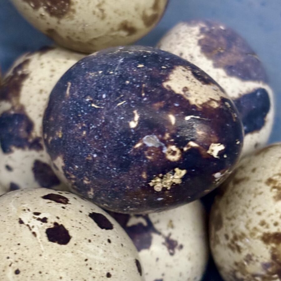 Spotted jumbo Coturnix quail hatching eggs are often nearly solid black color eggs. What kind of poultry lays black eggs? Do chickens lay black eggs? Do ducks lay black eggs? Black hatching eggs for sale.