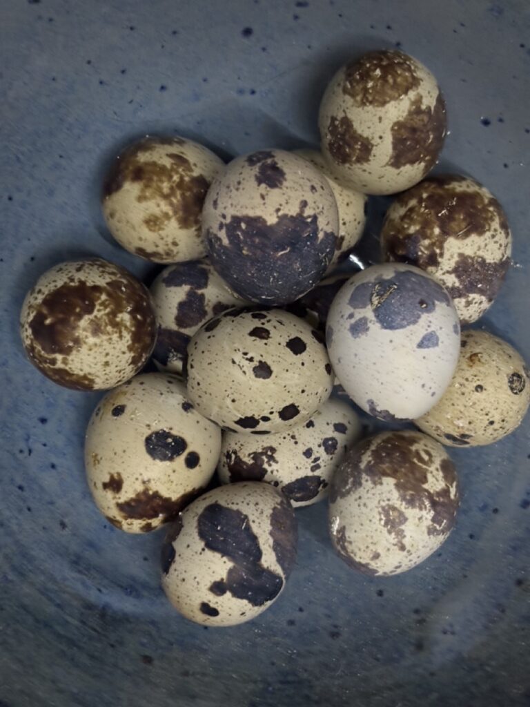 Jumbo and Celadon Quail Hatching Eggs Ready to Ship! 20 Spotted jumbo Coturnix quail hatching eggs are black eggs with blue bloom. Fancy breed quail eggs. Quail hatching eggs in maine. Maine quail for sale near me.