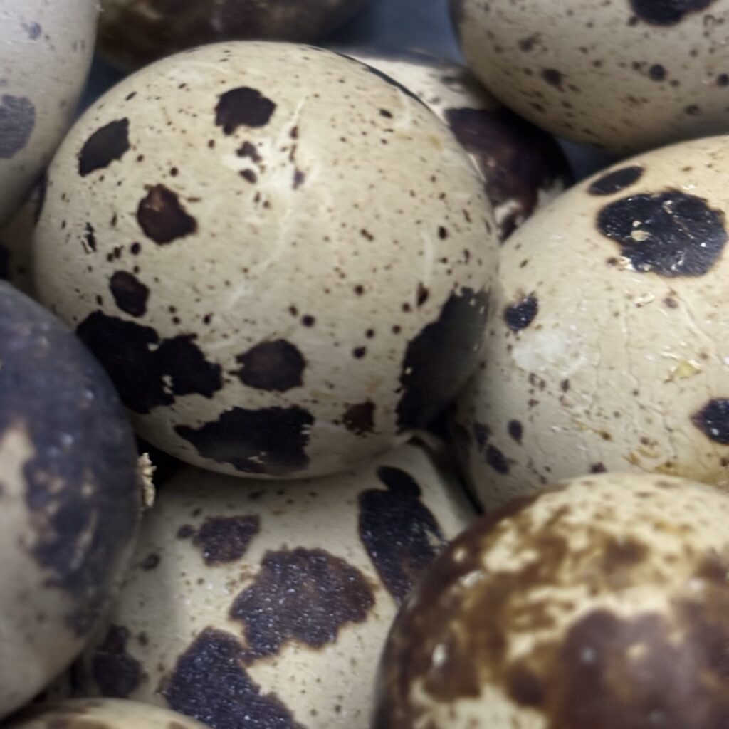 Jumbo and Celadon Quail Hatching Eggs Ready to Ship! 19 jumbo and celadon quail hatching eggs flyer get quail eggs by mail to hatch Spotted jumbo Coturnix quail hatching eggs are black eggs with blue bloom. Fancy breed quail eggs. Quail hatching eggs in maine. Maine quail for sale near me. What poultry lays spotted eggs? Colorful hatching eggs. Bantam eggs with spots.