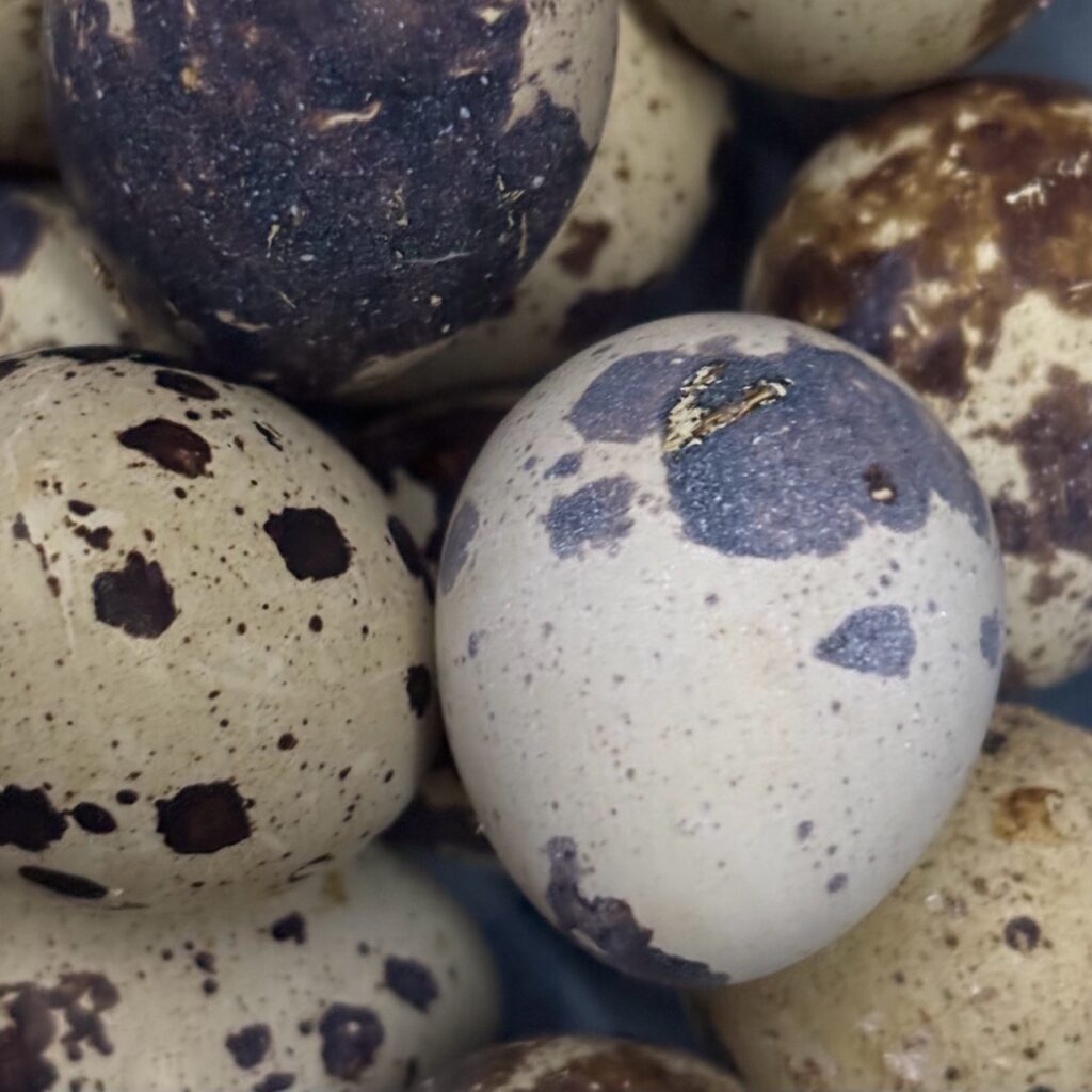 Jumbo and Celadon Quail Hatching Eggs Ready to Ship! 17 Spotted jumbo Coturnix quail hatching eggs are black eggs with blue bloom. Fancy breed quail eggs. Quail hatching eggs in maine. Maine quail for sale near me.