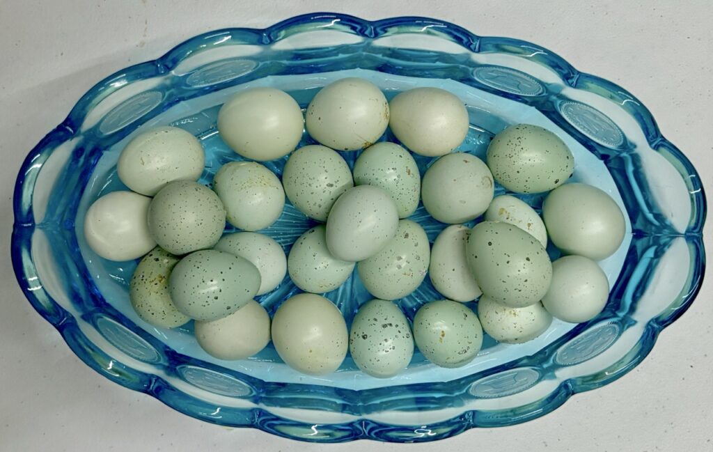 Jumbo and Celadon Quail Hatching Eggs Ready to Ship! 22 bowl of blue eggs celadon quail hatching eggs for sale. Penny glass antique bowl with blue eggs.