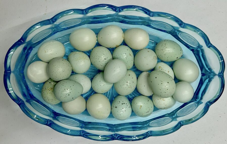 bowl of blue eggs celadon quail hatching eggs for sale. Penny glass antique bowl with blue eggs.