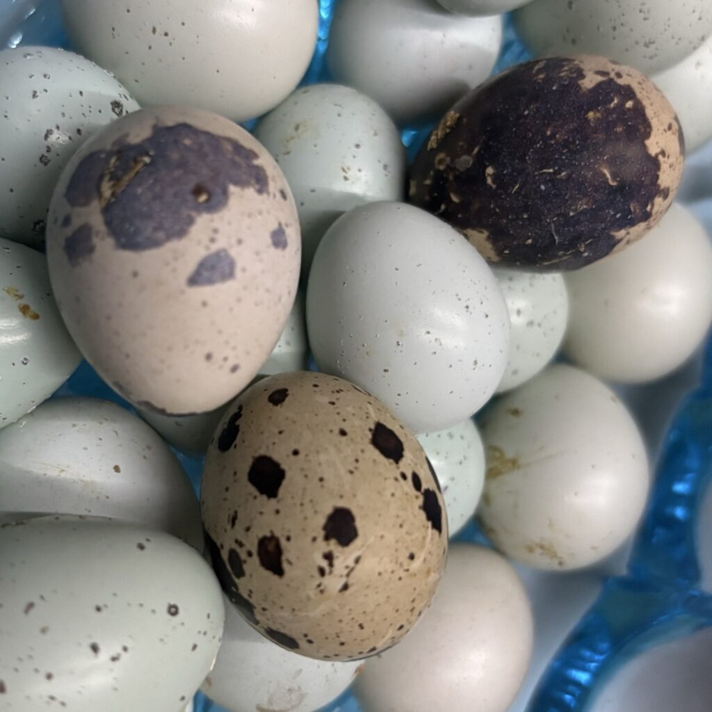 Jumbo and Celadon Quail Hatching Eggs Ready to Ship! 16 Spotted jumbo Coturnix quail hatching eggs and blue quail eggs for sale.