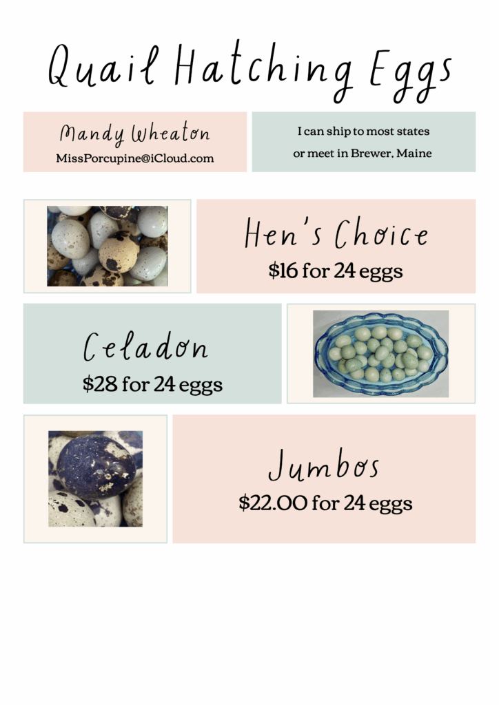 Jumbo and Celadon Quail Hatching Eggs Ready to Ship! 2 jumbo and celadon quail hatching eggs flyer get quail eggs by mail to hatch