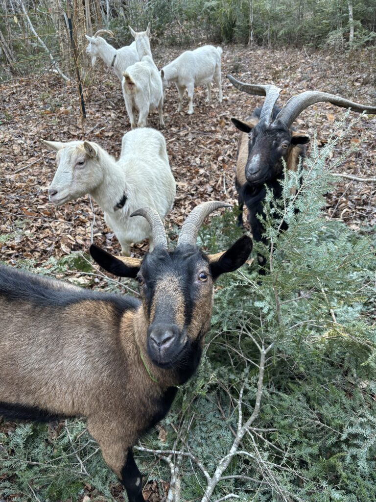 How an Ermine saved Ava Goat Cado and Fabio Von Chivesworth 3 clearing land with goats in bradford, maine with horns they scratch trees