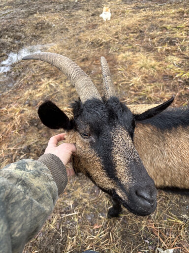 How an Ermine saved Ava Goat Cado and Fabio Von Chivesworth 2 clearing land with goats in bradford, maine with long horns