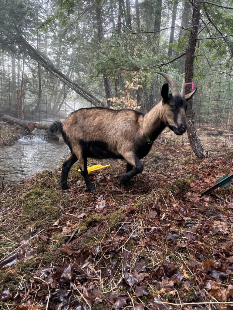 How an Ermine saved Ava Goat Cado and Fabio Von Chivesworth 4 clearing land with goats in bradford, maine with a brown doe