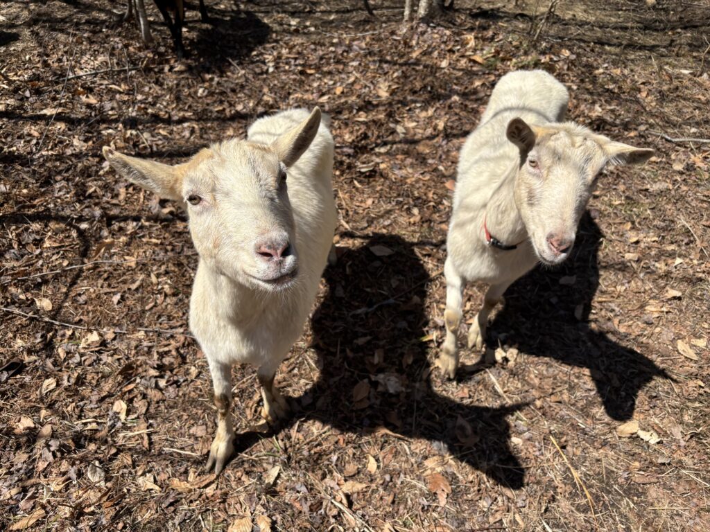 How an Ermine saved Ava Goat Cado and Fabio Von Chivesworth 5 clearing land with goats in bradford, maine