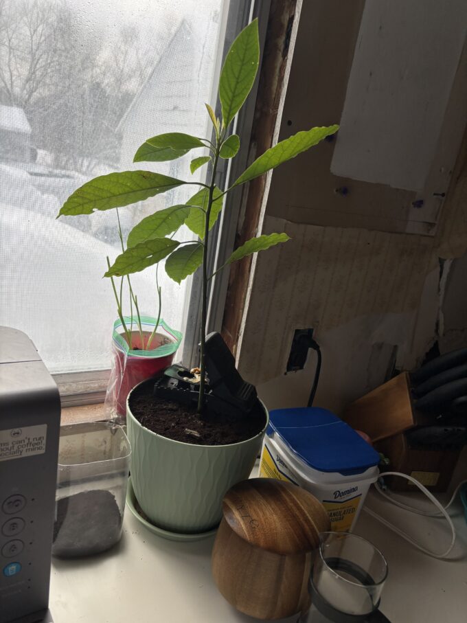 ava cado the avocado and fabio von chivesworth in bradley, maine